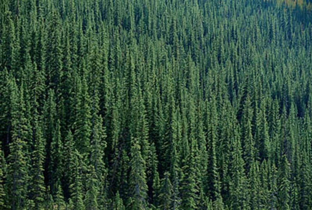 forest 1200x810