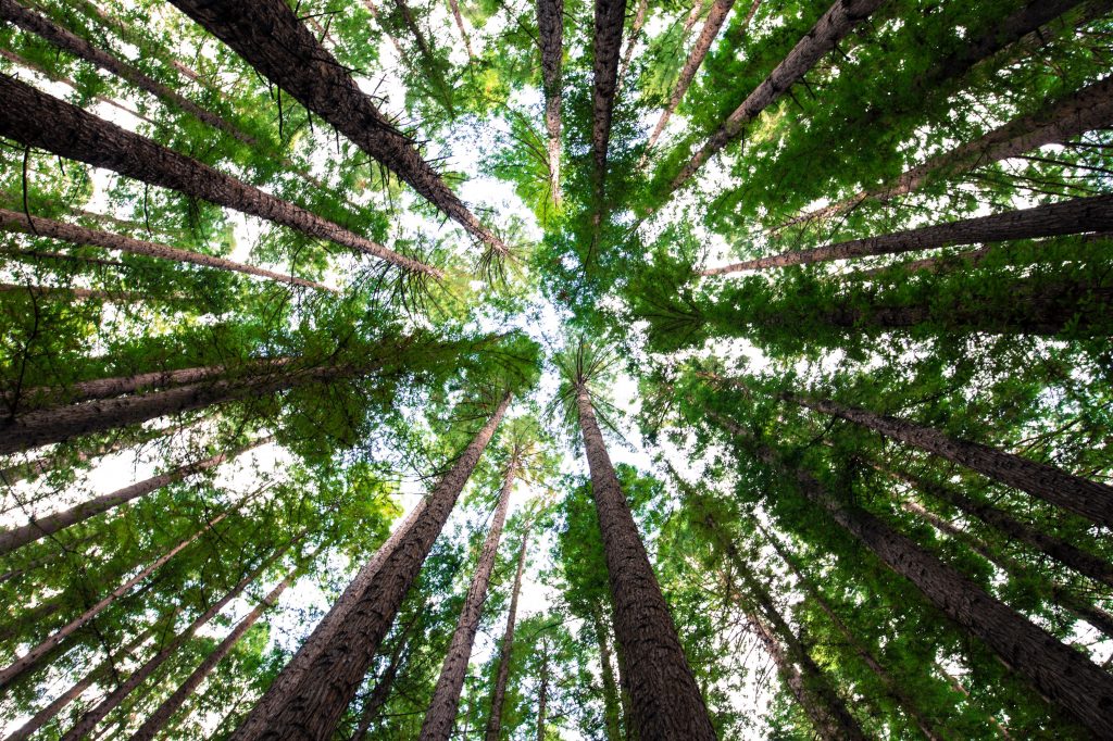 Forest through the trees