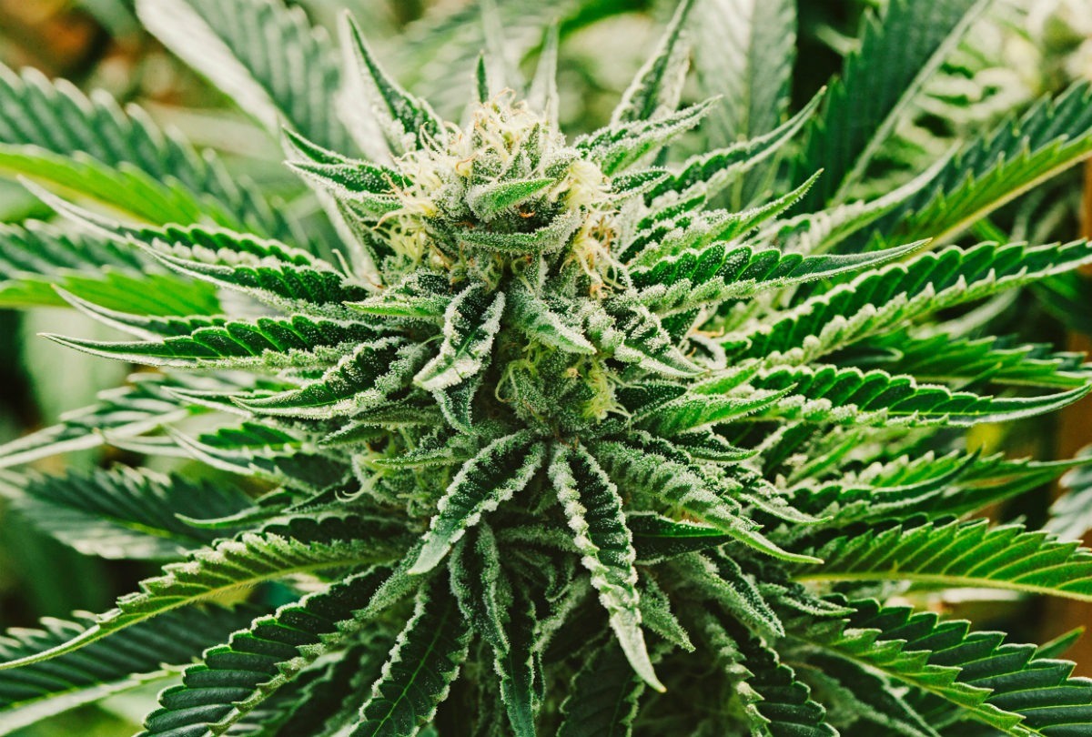 Marijuana