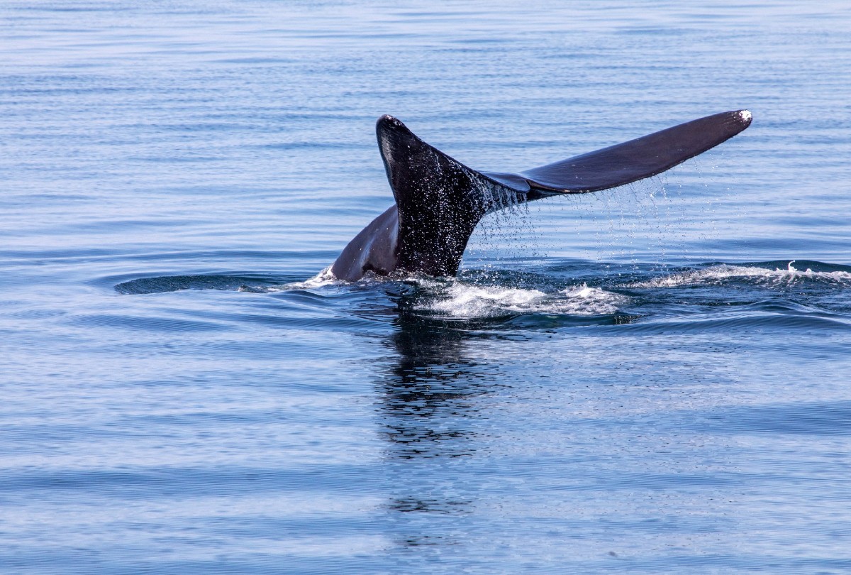 whale eat coast 1200x810